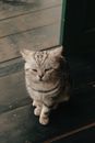 一只蓬松的虎斑猫安详地坐在室内质朴的木地板上，散发着平静和温暖