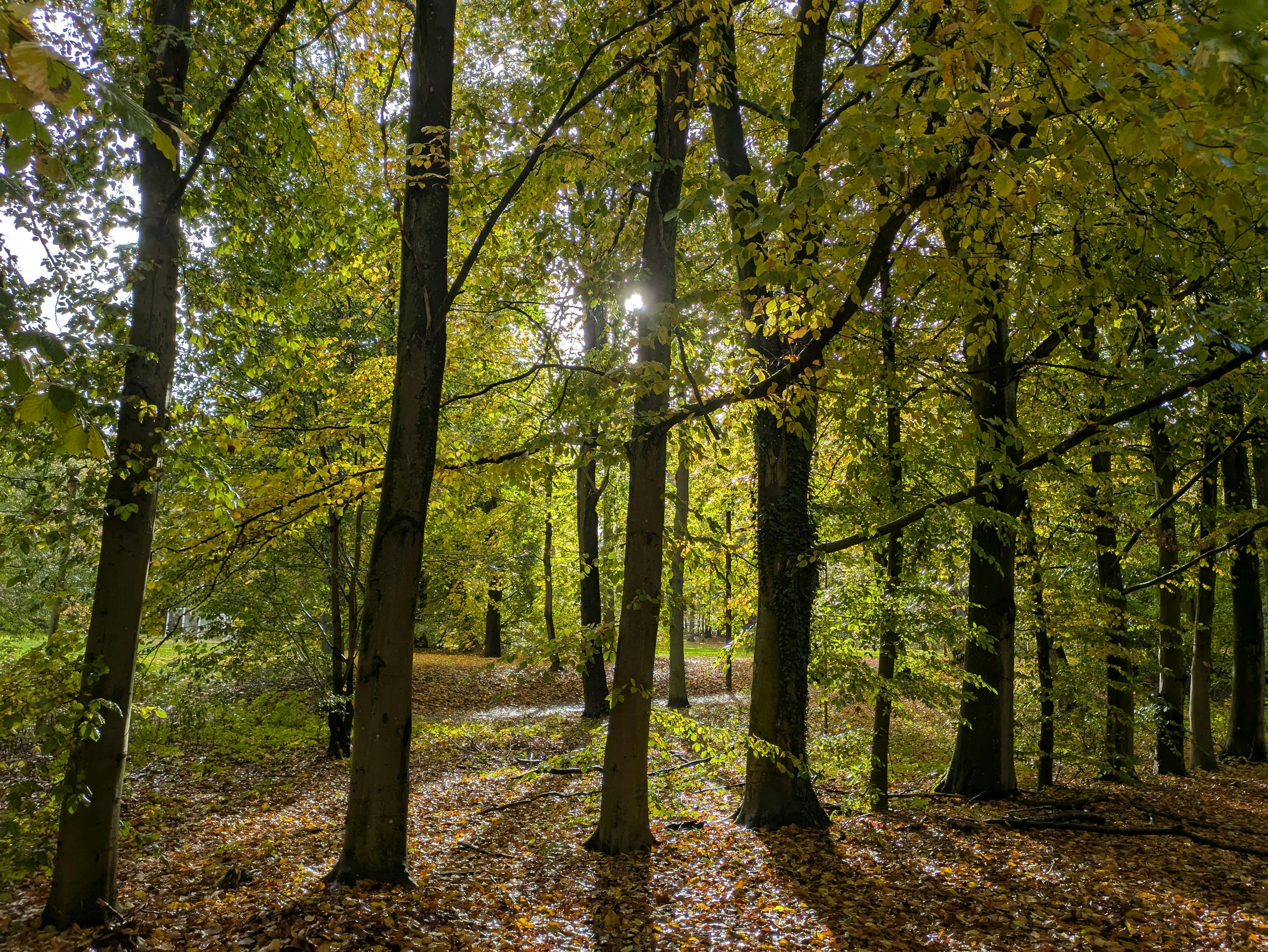 DuPage Forest Preserve executive director leaving for city manager job in Florida — Photo by Jakob Andersson on Pexels