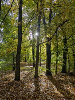 A serene forest path during autumn with sun rays filtering through colorful leaves.