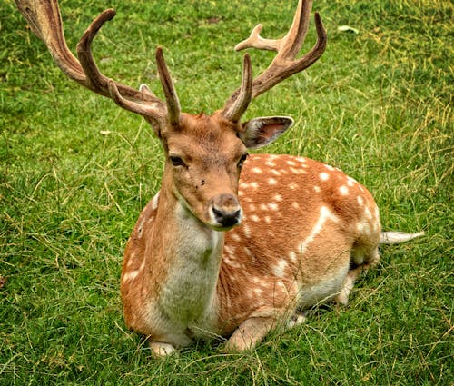 Elk Lying on Green Grasses