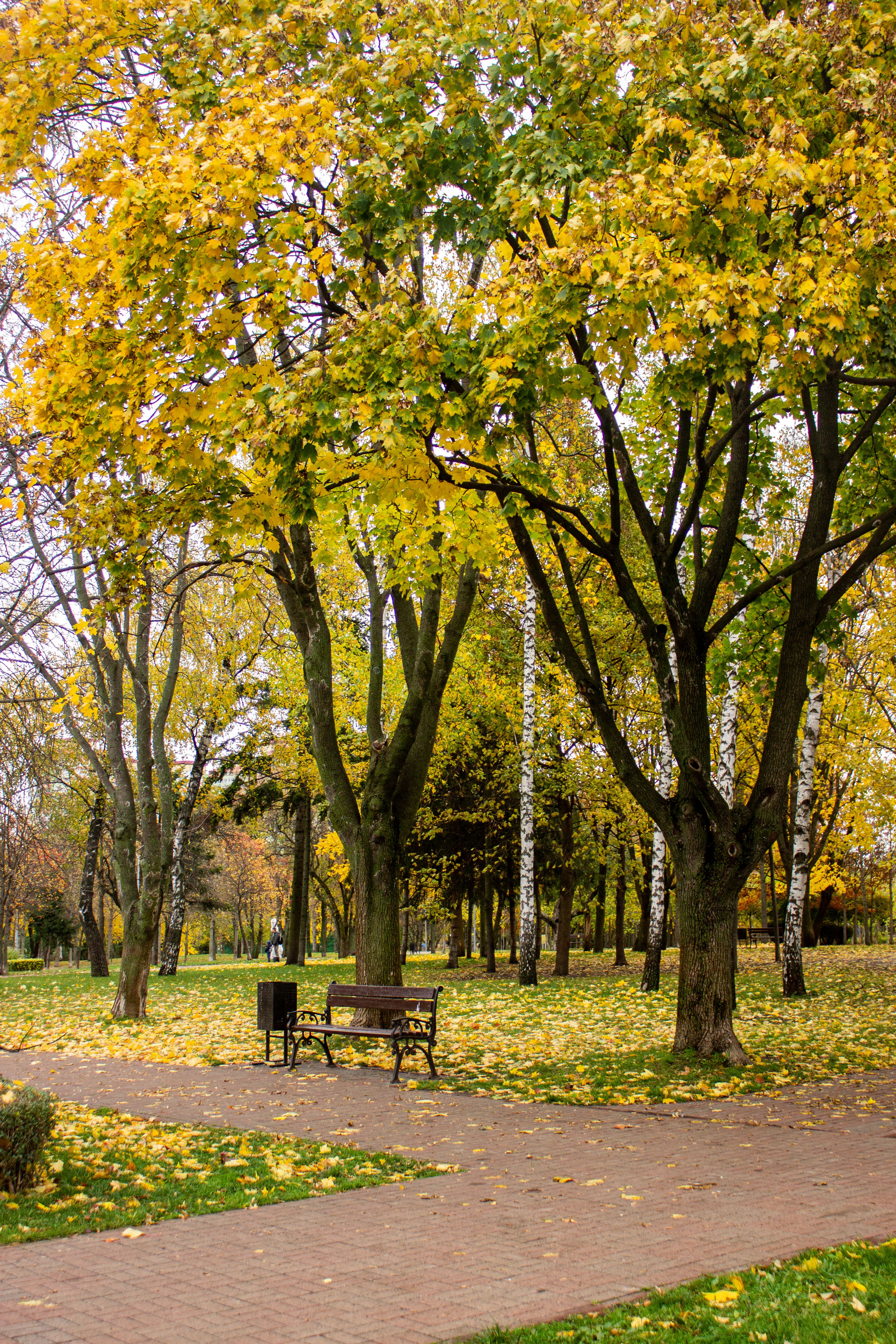 Serene Park Pathway in Autumn with Yellow Leaves · Free Stock Photo