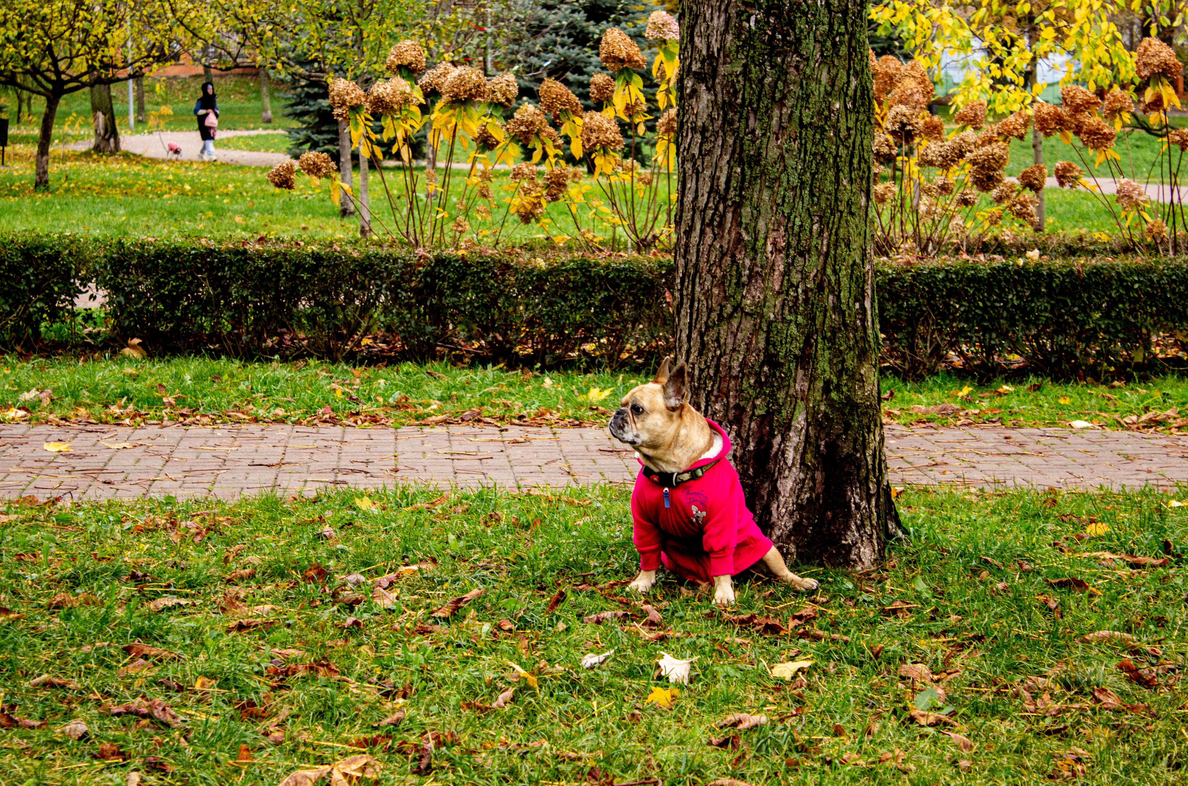 A cute French Bulldog in a red coat sits by a tree in an autumn park.