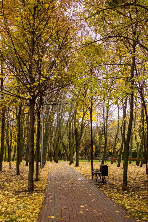 Free Peaceful park pathway adorned with golden autumn leaves and trees. Stock Photo