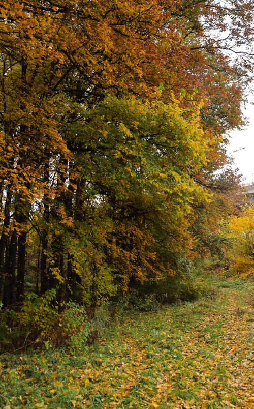 Free Vibrant autumn forest scene with colorful leaves and natural beauty. Stock Photo