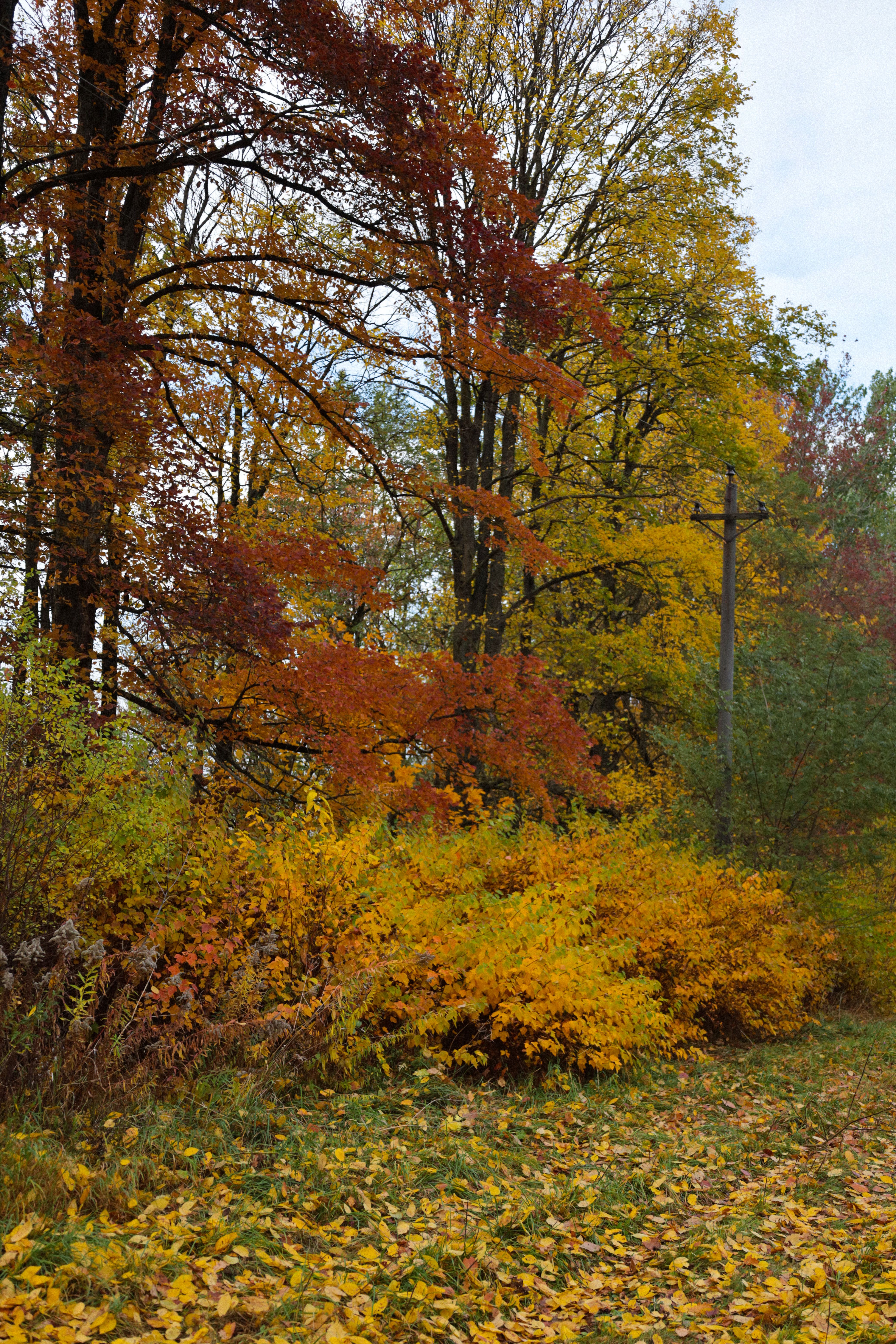 Colorful fall trees and leaves create a stunning autumn forest landscape.