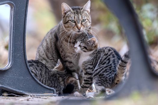 A tabby cat with kittens nestled under an outdoor structure, showcasing family bond in nature., free online jigsaw puzzle on JigsawPuzzlesFreeOnline.org