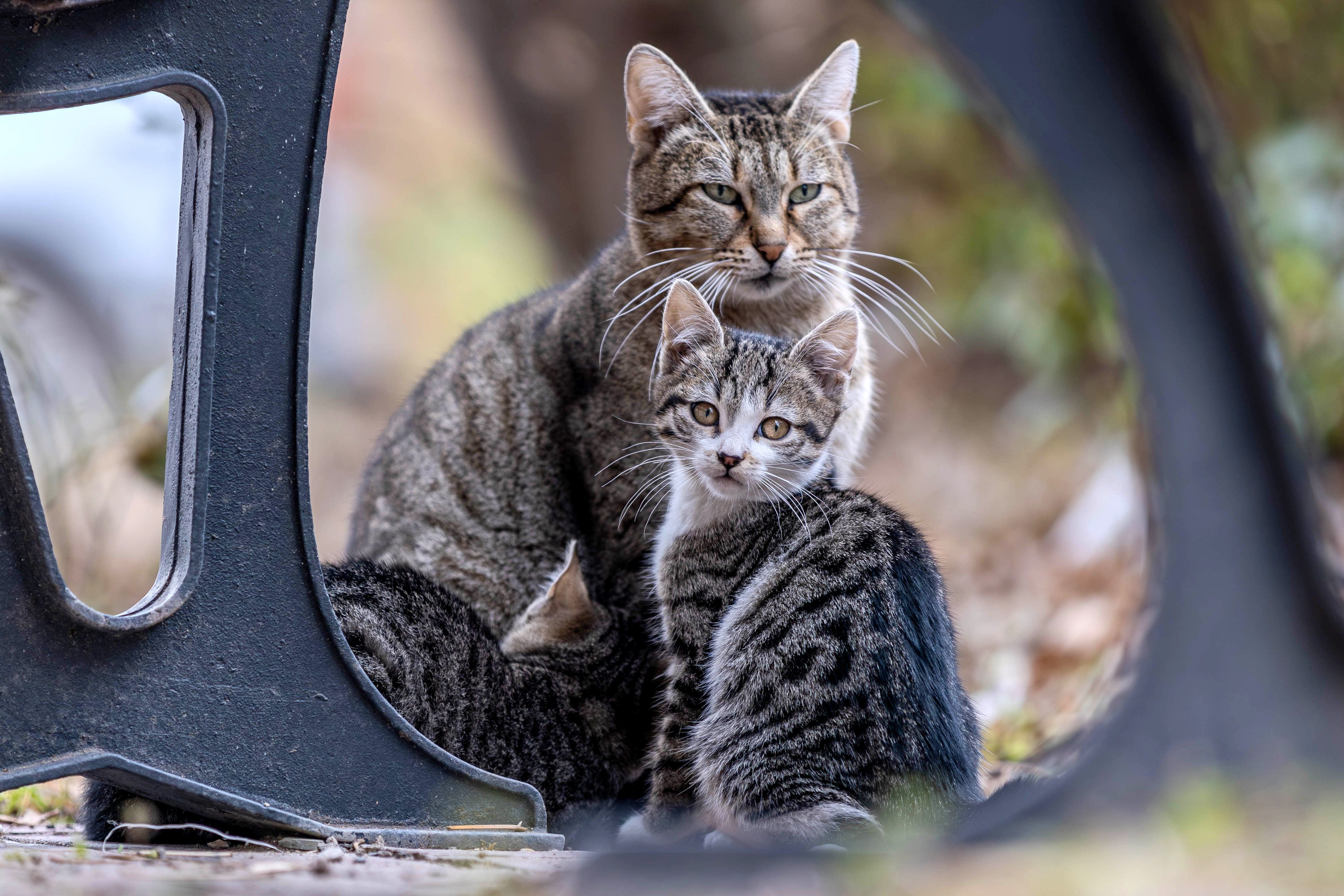 Rat Cats: The Mouser Breeds That Co... | Train Your Cat Well