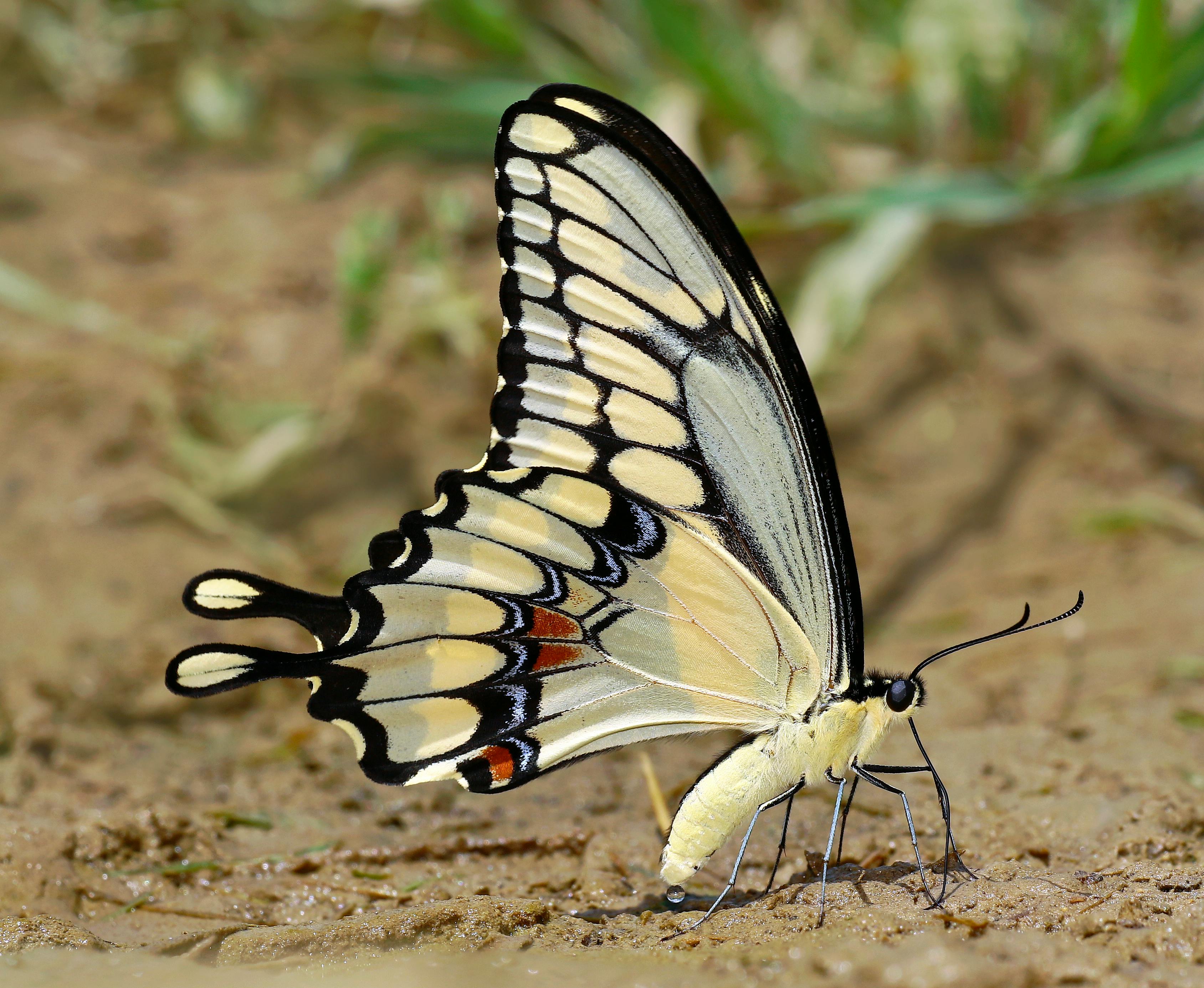俄烏和平協議前景牽動國際油價上揚