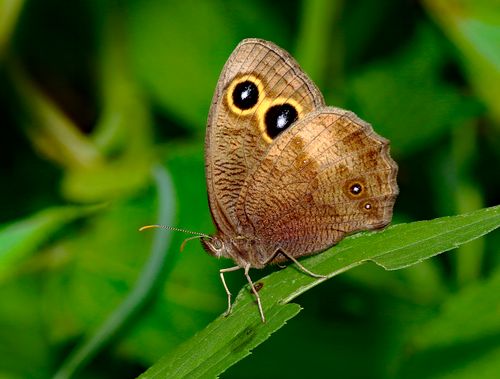 Free Detailed view of a brown butterfly with eye spots, perched on a green leaf. Stock Photo