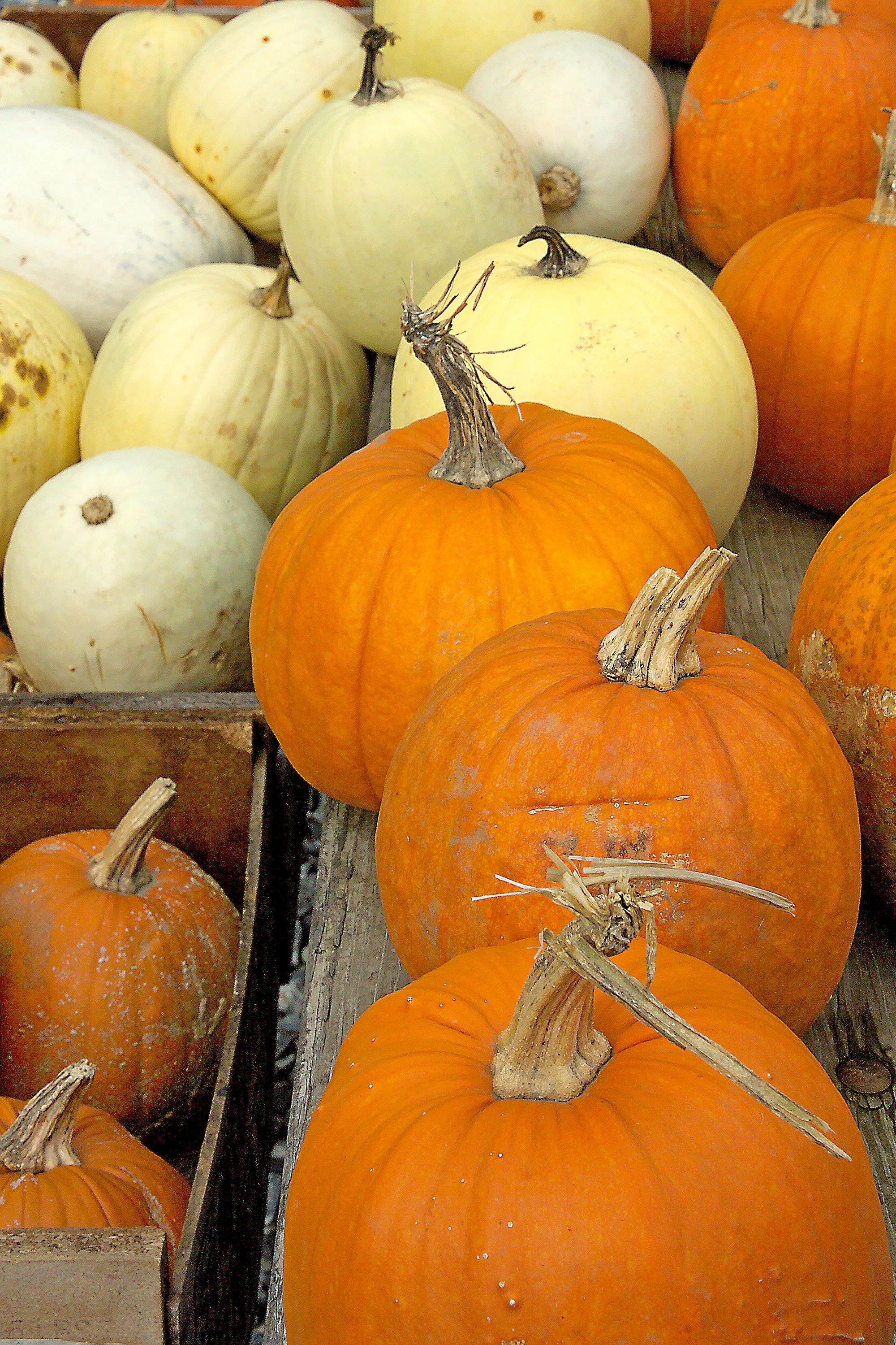 Colorful Pumpkins and Gourds Display in Vermont · Free Stock Photo