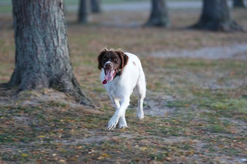 Free A lively dog joyfully runs in a Stamford park during twilight, capturing a playful moment in nature. Stock Photo
