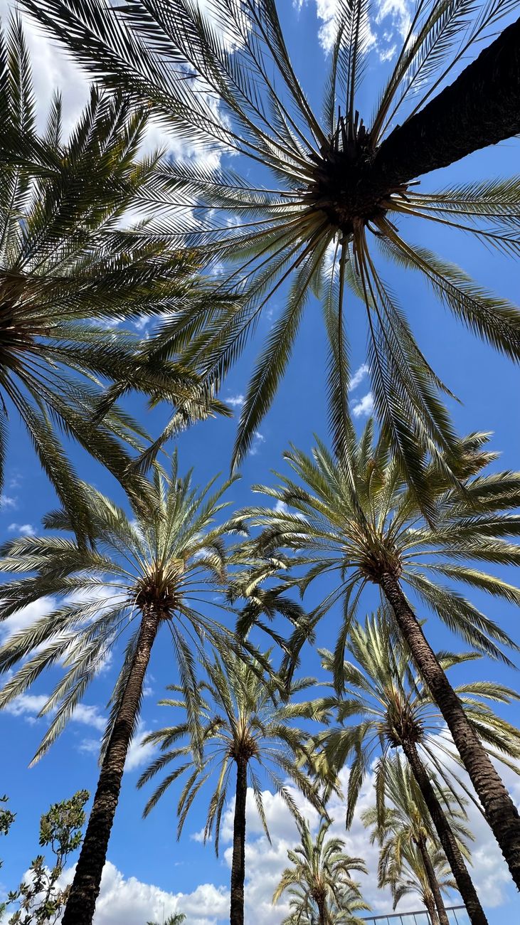 Sim, pode ter uma palmeira no quintal: cuidados básicos e as melhores variedades para solo e vasos