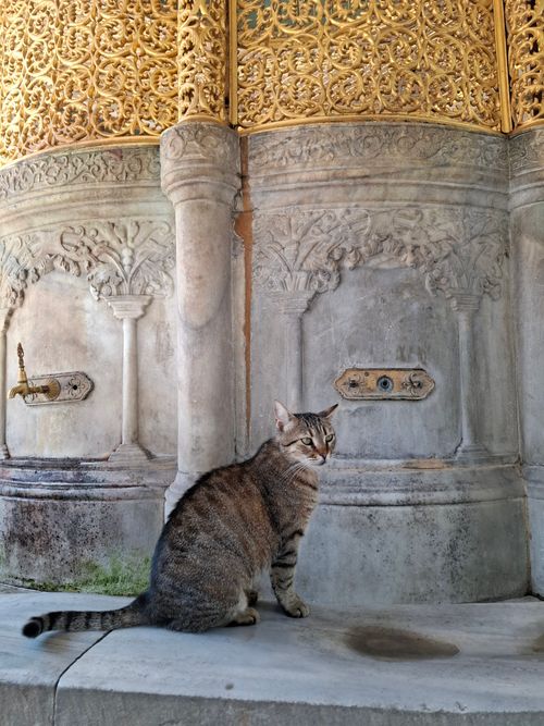 Free A tabby cat sitting by an ornate, historical stone fountain with intricate carvings. Stock Photo