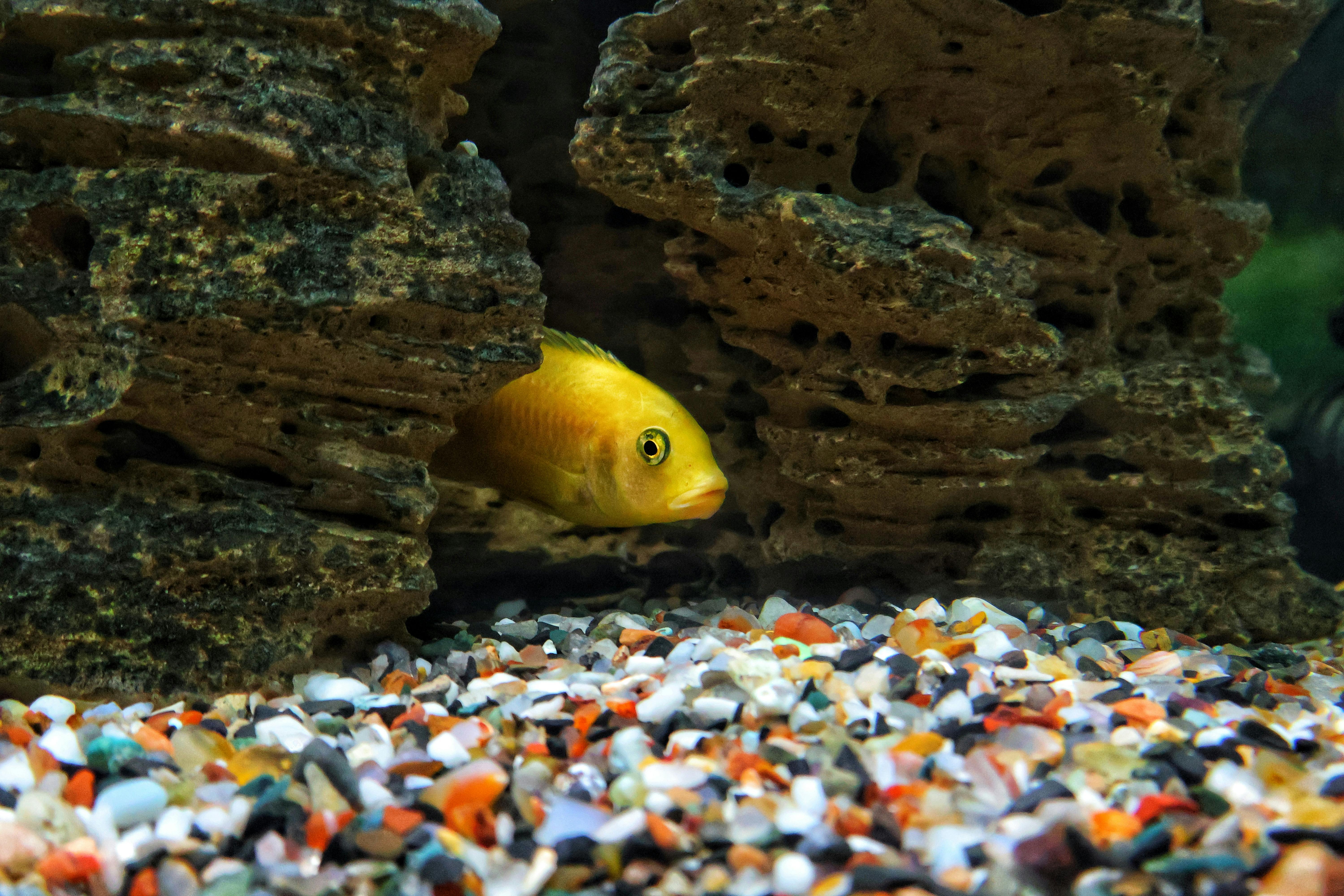 A vibrant yellow fish peeking from a rock cave in a colorful aquarium setting.