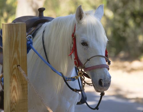 Free Elegant white horse with a red bridle resting at Jekyll Island, Georgia, in a serene natural setting. Stock Photo