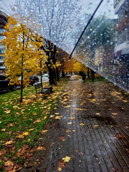 A rainy day in autumn showing a tree-lined city walkway with fallen leaves and a clear umbrella.