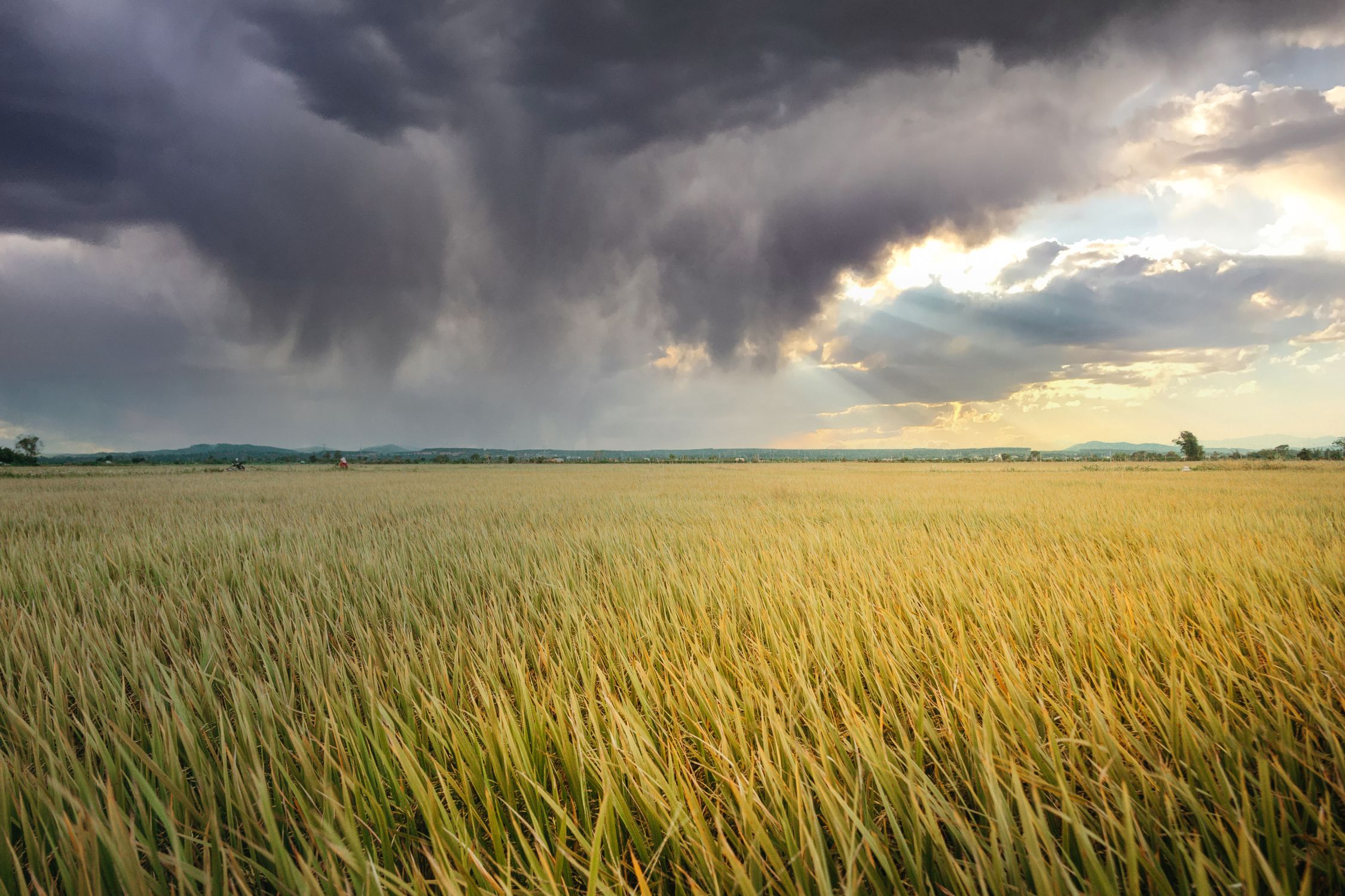 Dramatic Storm Clouds Over Golden Rice Field · Free Stock Photo