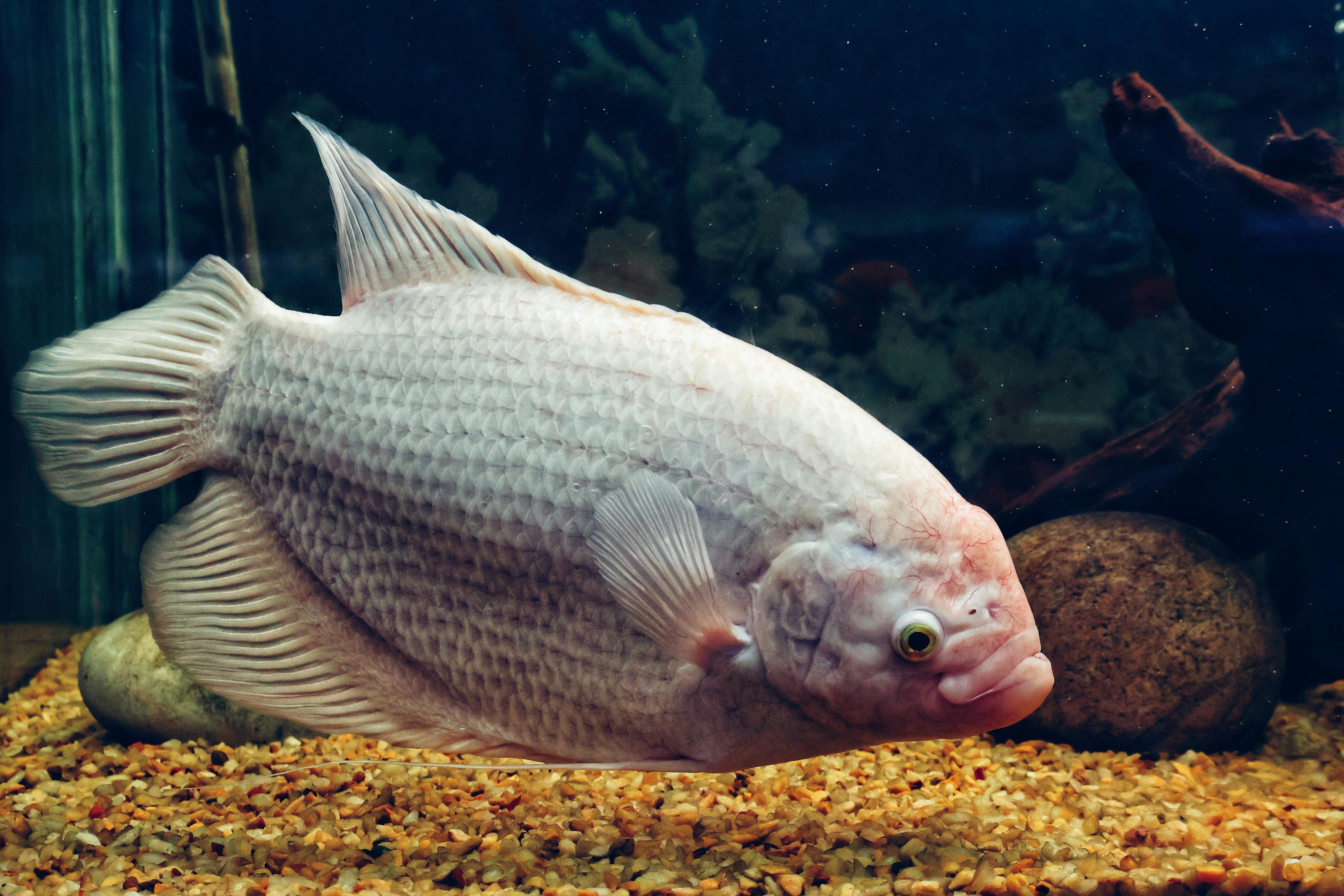 A large white fish swimming in an aquarium, surrounded by rocks and pebbles.