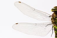 凤尾鱼的特写镜头中，复杂的静脉图案清晰可见