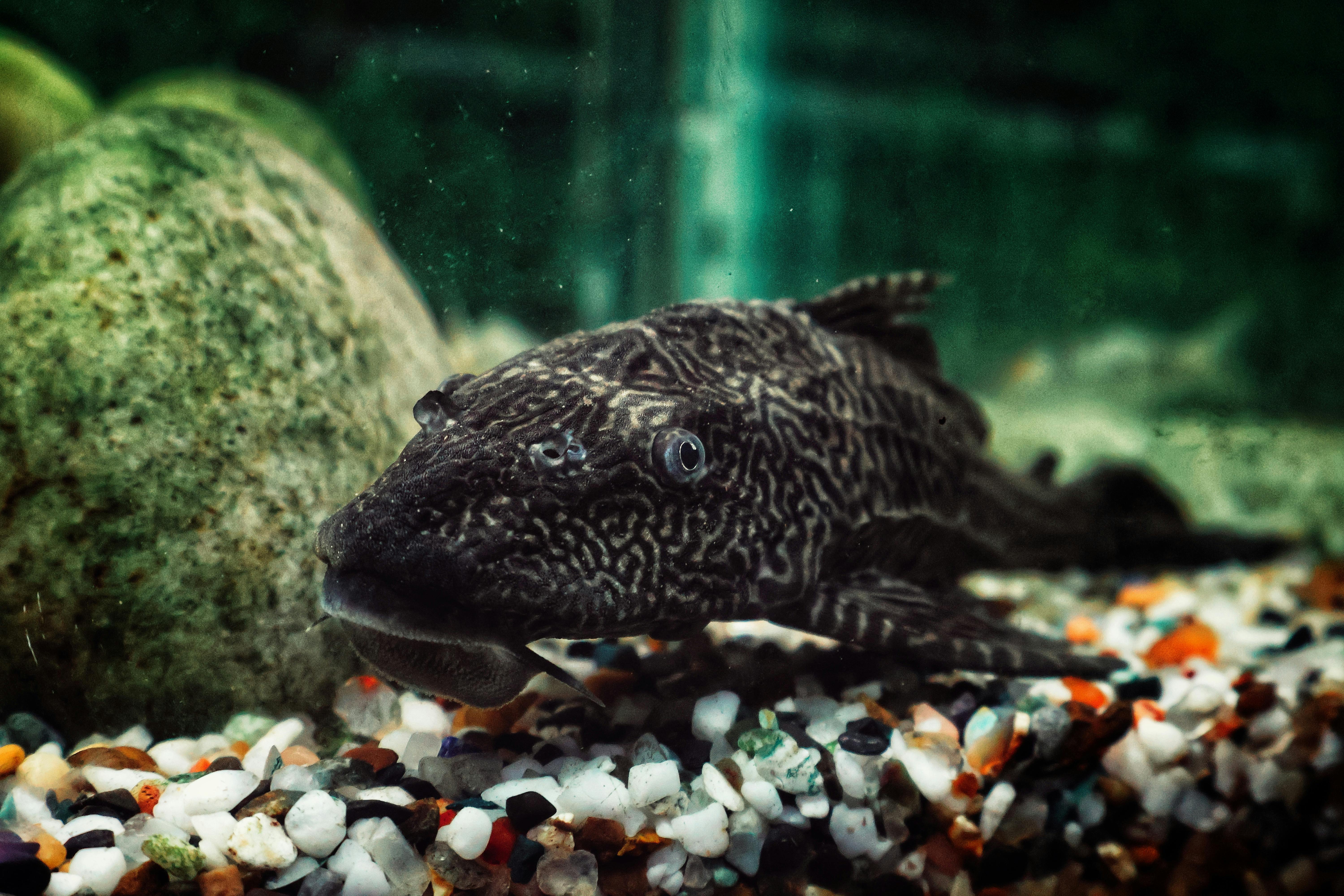 Image of a Common Pleco (Hypostomus plecostomus) fish, a tank mate for Oscar (Astronotus ocellatus)