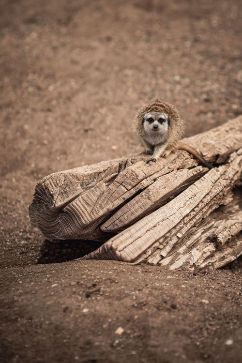 Free Little meerkat perched on a log, showcasing its natural curiosity and charm in a sunlit desert setting. Stock Photo