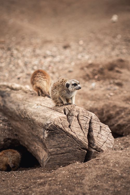 Free A meerkat perched on a log in its natural desert habitat, observing the surroundings. Stock Photo