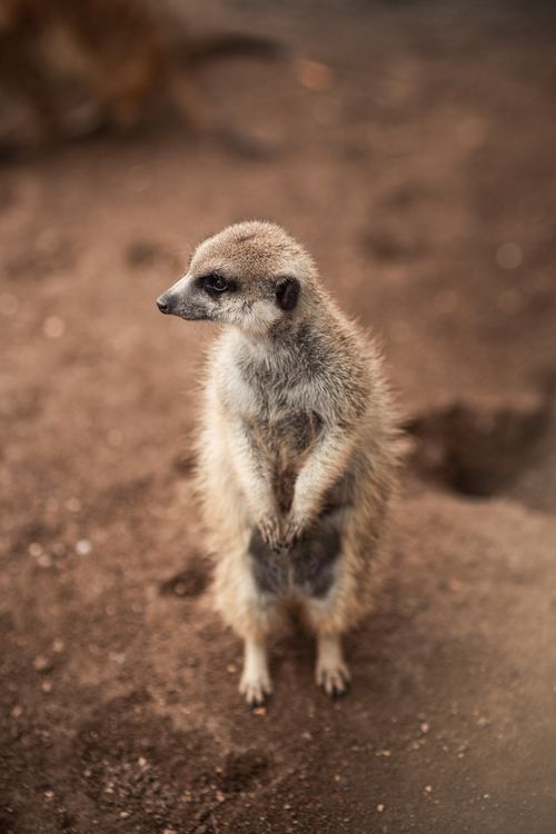 Free A detailed view of a meerkat standing upright on a sandy surface, attentively watching its surroundings. Stock Photo