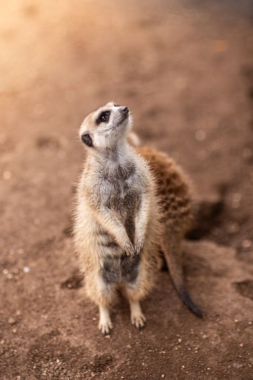 Free A vibrant image of a meerkat standing vigilantly, reflecting natural curiosity. Stock Photo