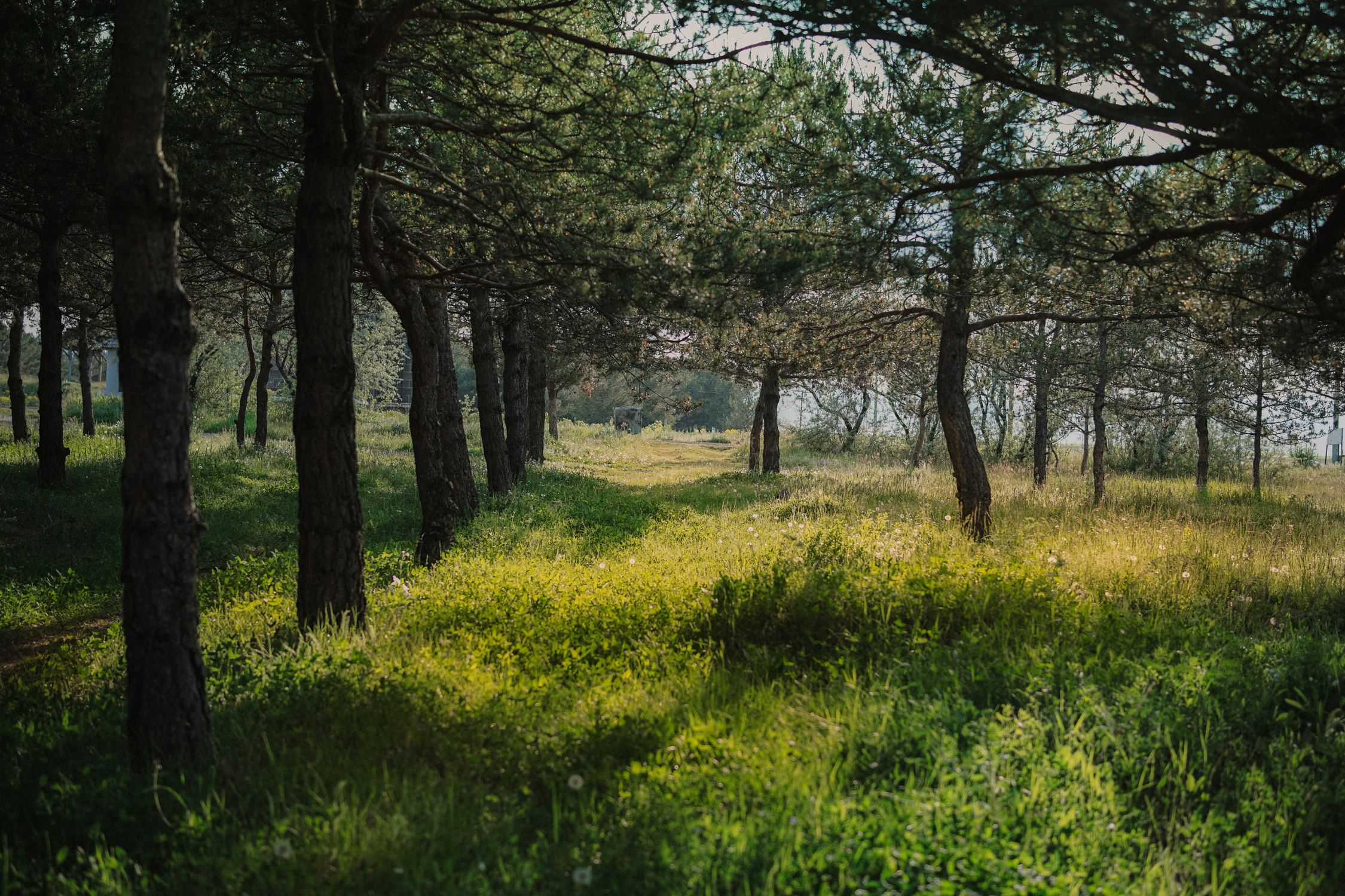 Serene Sunlit Forest Path in Morning Light · Free Stock Photo