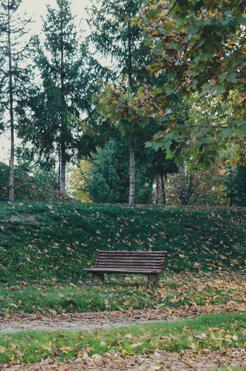 Free Peaceful park scene with an empty wooden bench surrounded by autumn foliage. Stock Photo