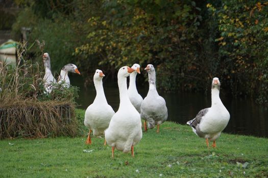 Gans