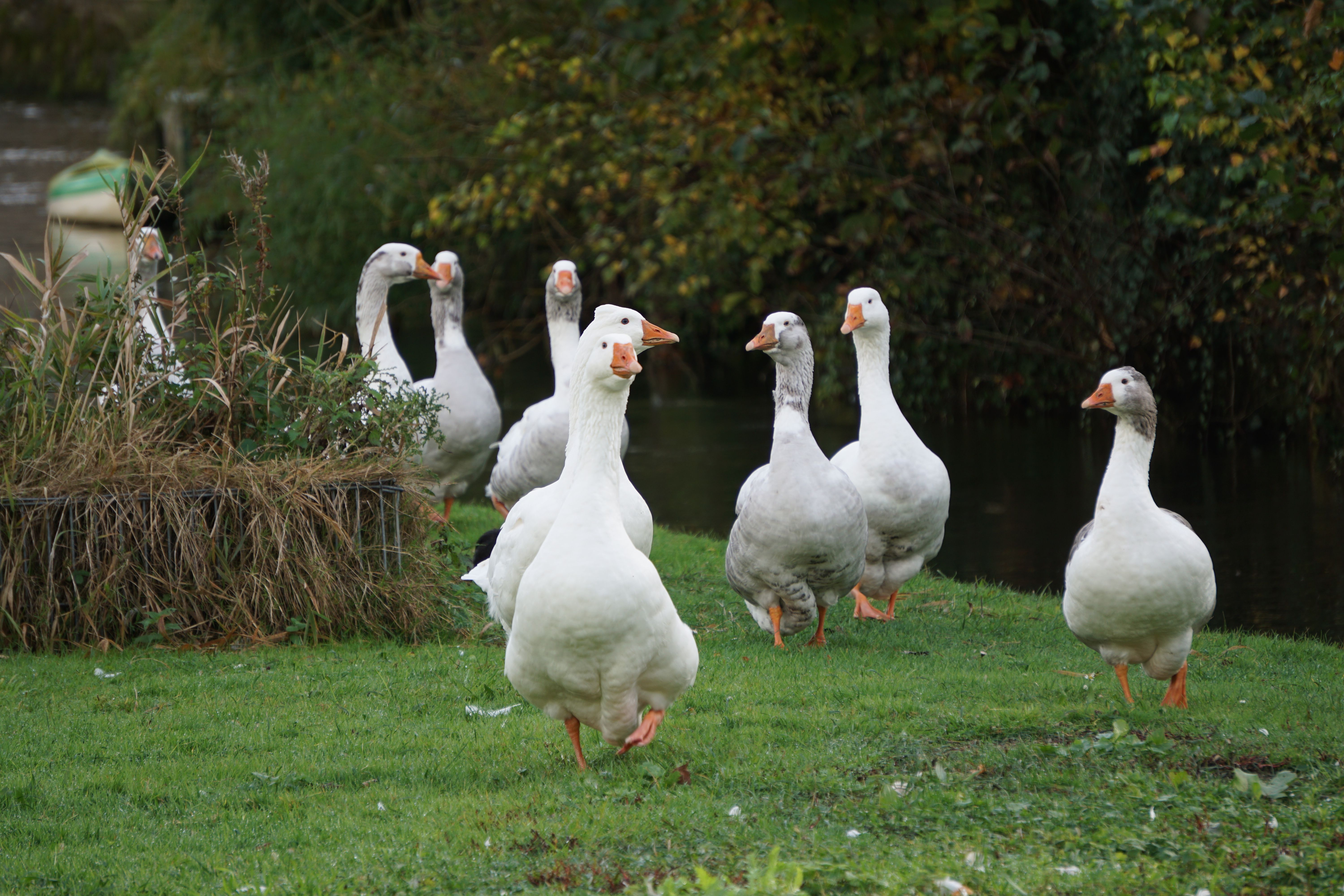 Where do geese go when they leave the UK? - The Institute for ...