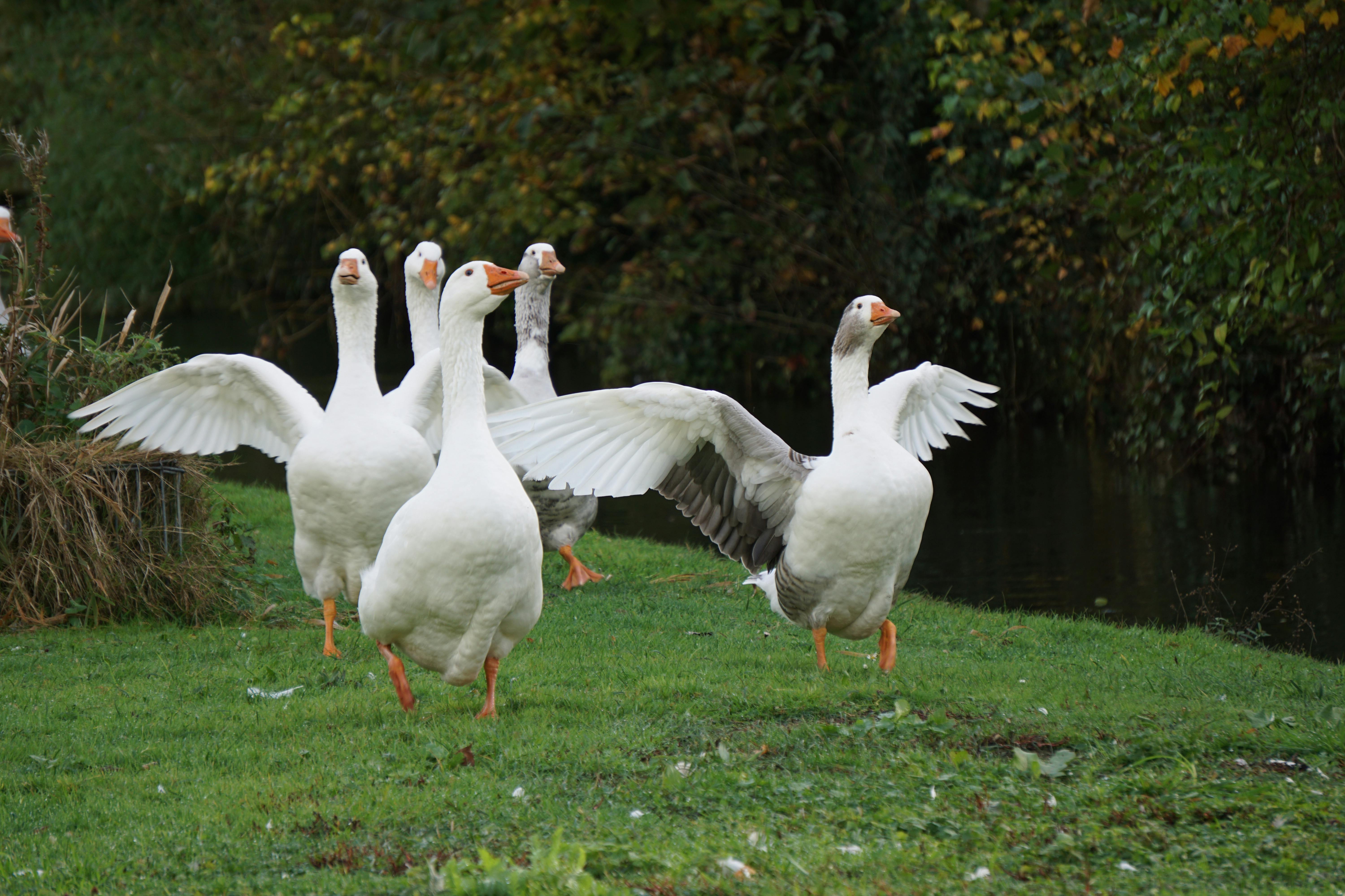 Geese