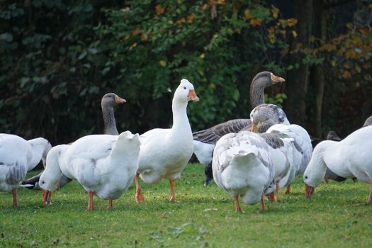 Gans