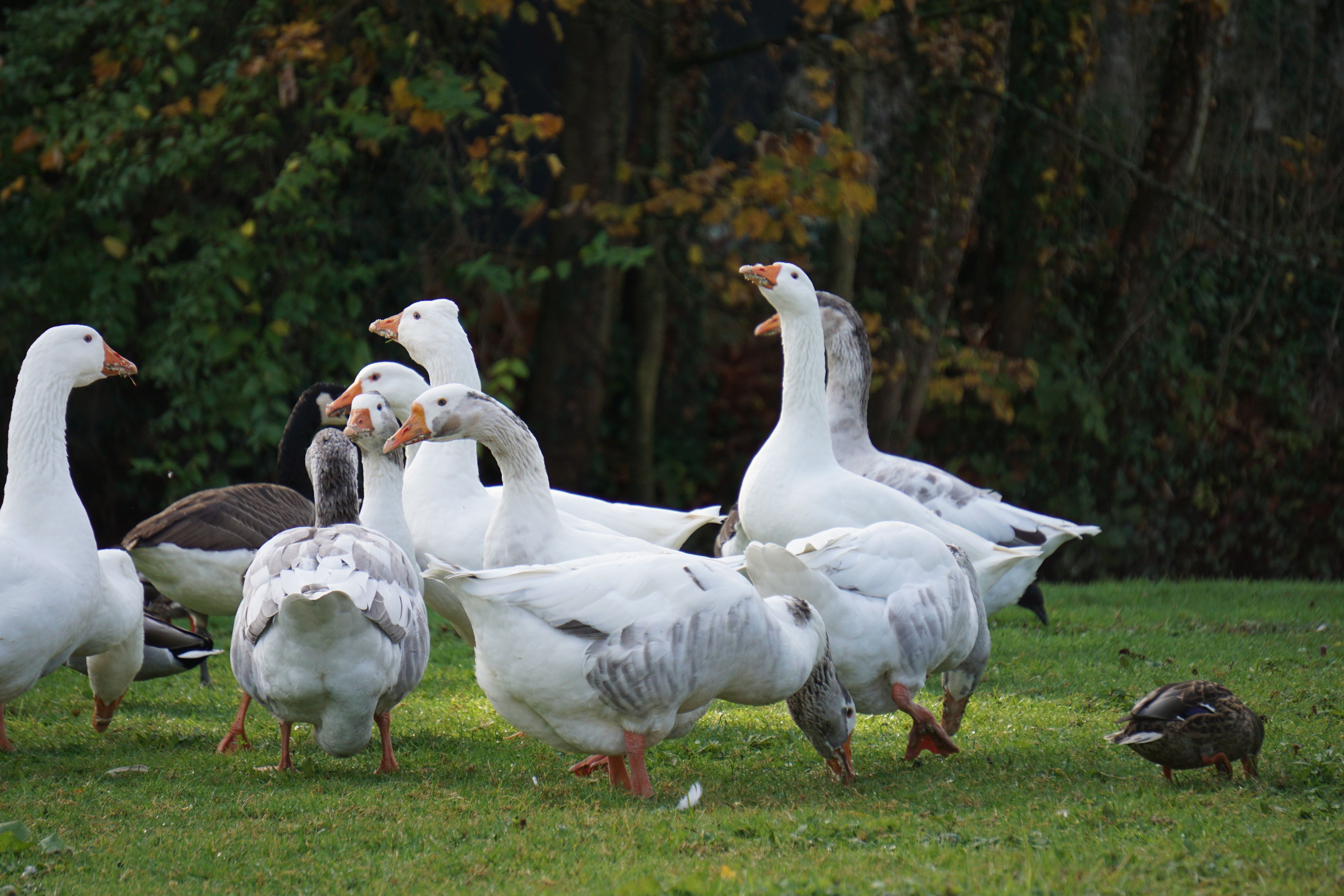 Illustration — aiguillette de canard recette