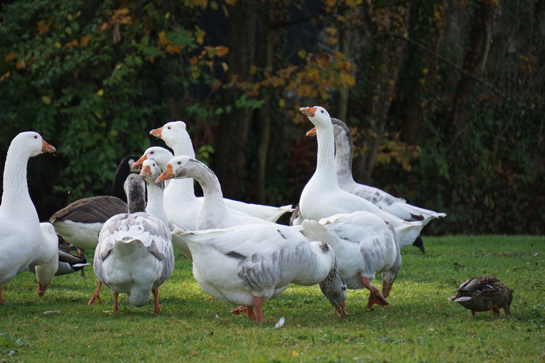 Illustration — aiguillette de canard recette