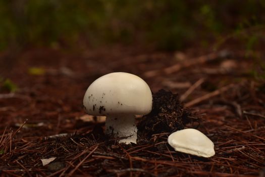 Close-up of a white mushroom in a pine forest in Spain, capturing the essence of nature.