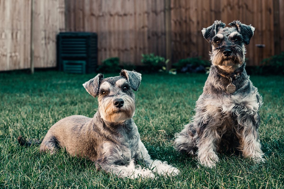 Two dogs relaxing together on a clean grassy lawn