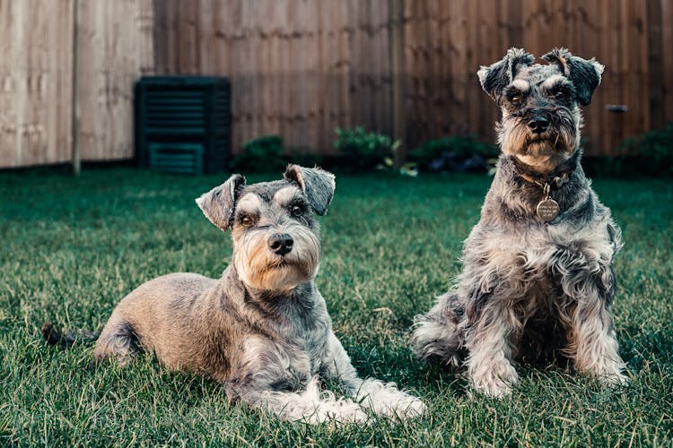 Photo Of Dogs On Grass