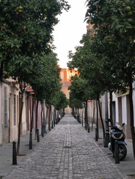 A serene, tree-lined cobblestone street in a historic city at sunset with parked scooters.