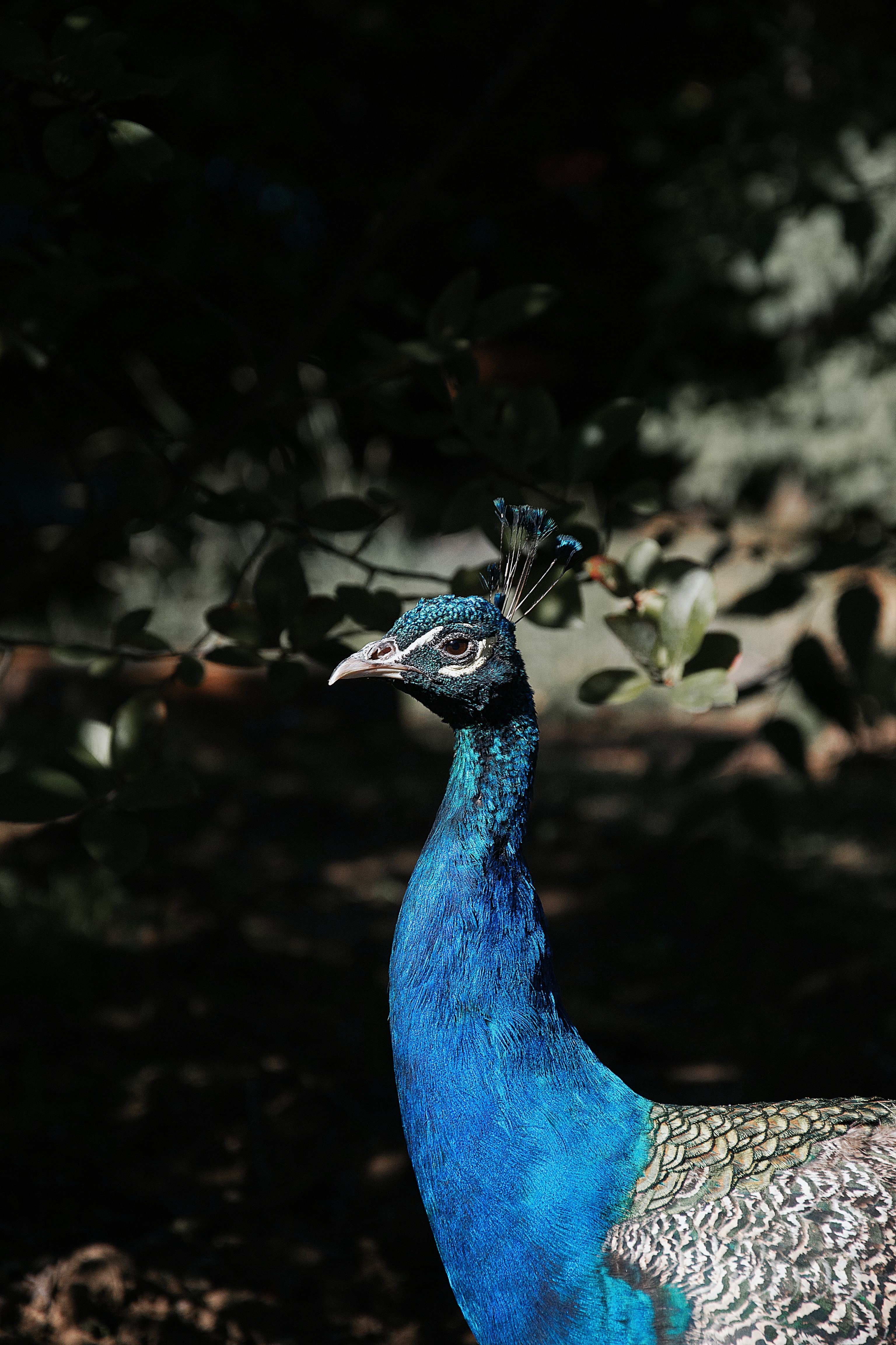 Colorful Peacock in Natural Habitat · Free Stock Photo