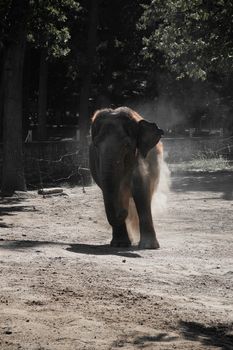 elephant photo