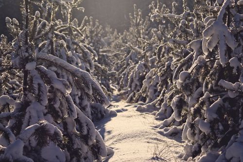 Free Sunlit path through snow-covered evergreen trees in a winter forest. Stock Photo