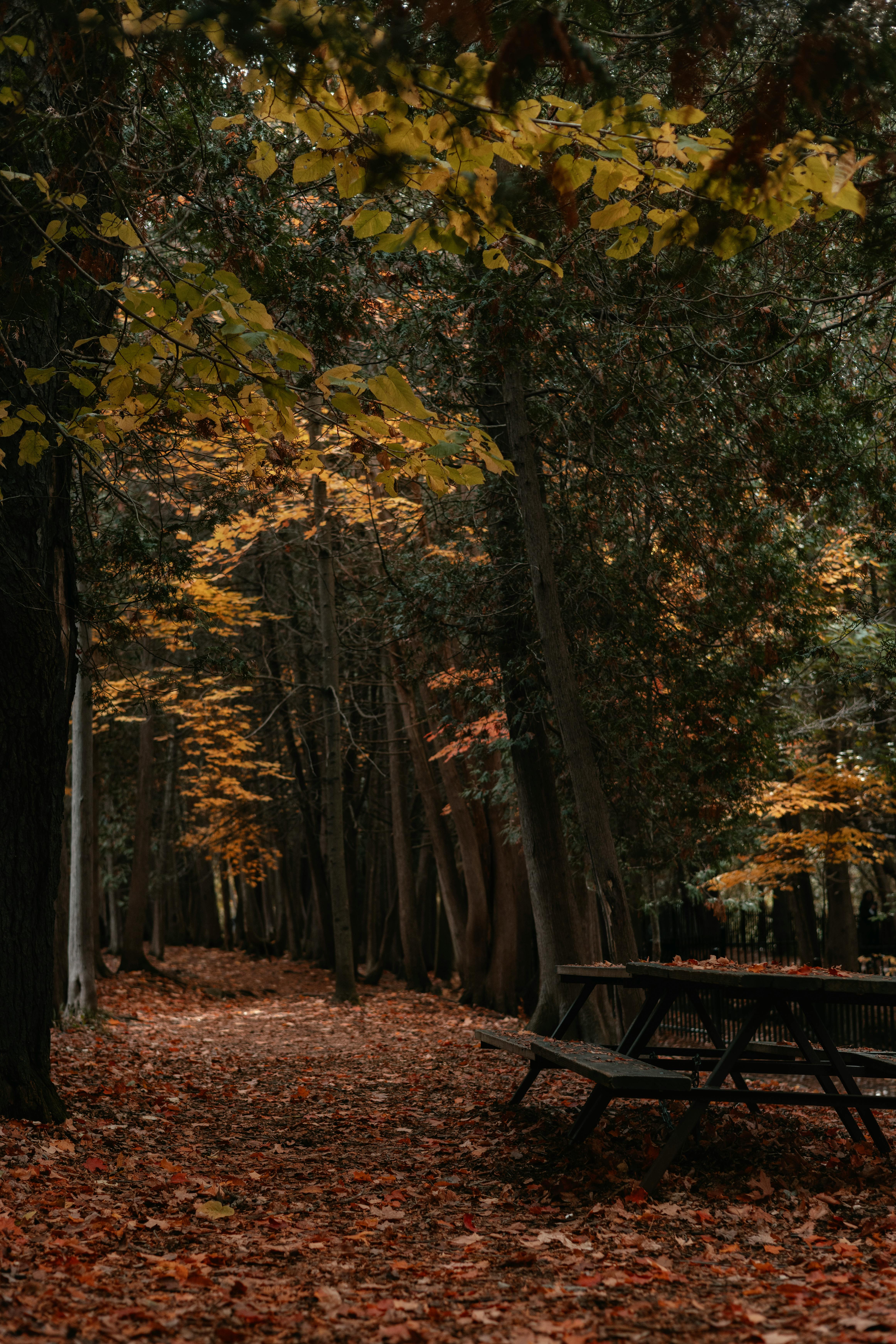 Peaceful forest path lined with vibrant autumn leaves and rustic picnic table.