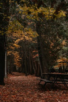 Peaceful forest path lined with vibrant autumn leaves and rustic picnic table.