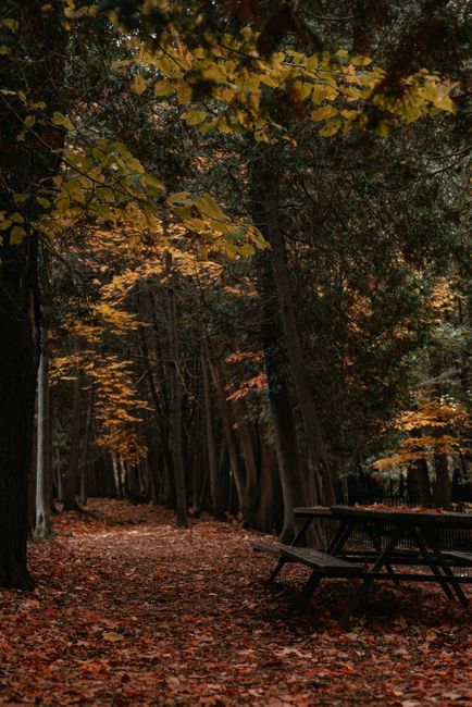 Peaceful forest path lined with vibrant autumn leaves and rustic picnic table.