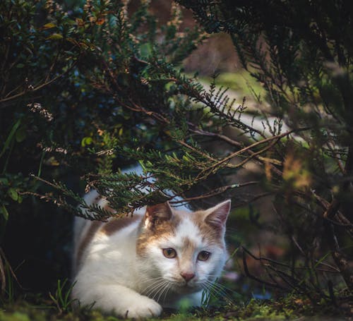 Fotobanka s bezplatnými fotkami na tému biela mačka, mača, mačka