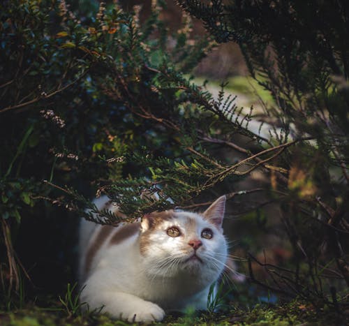 Katze Unter Büschen