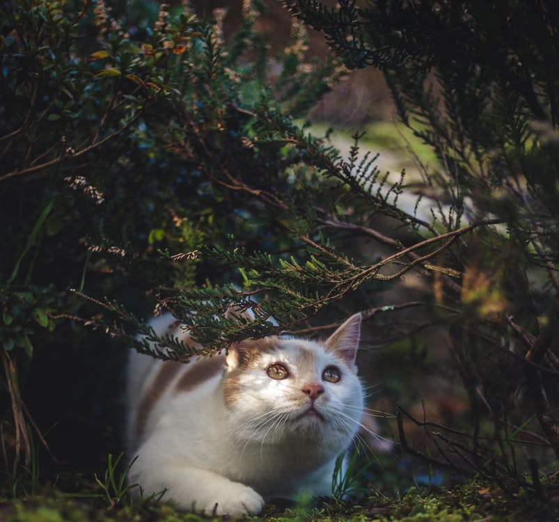 Gatto Sotto I Cespugli