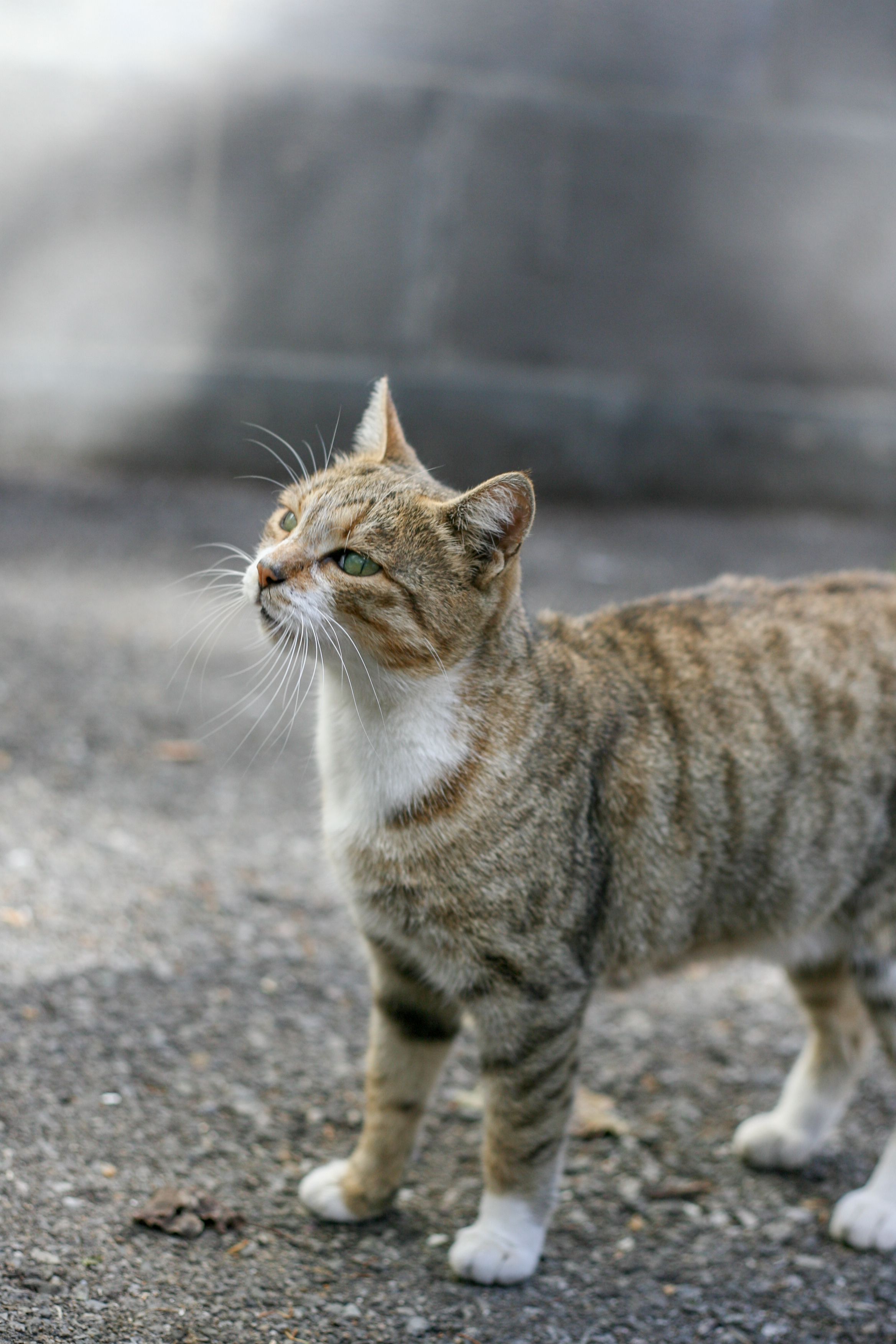 Portrait of a Striped Tabby Cat Outdoors · Free Stock Photo